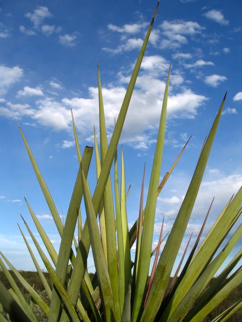 Fotografie von Bas1982 für DesignCrowd (Community Contests) | Design #9085714