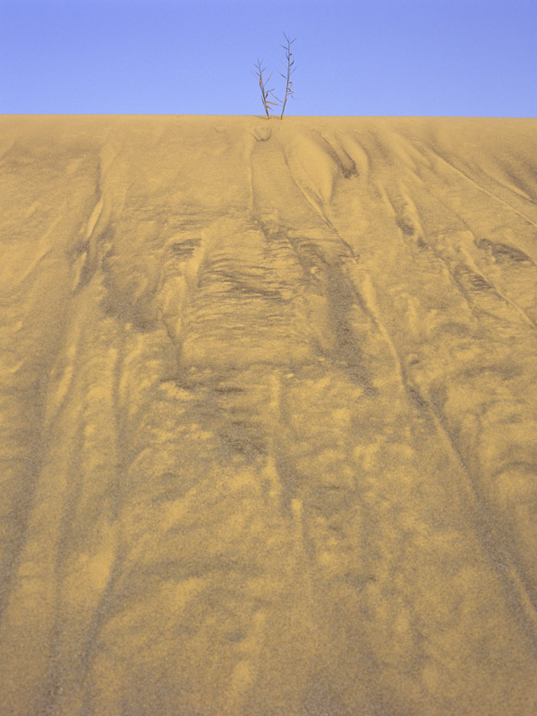 Fotografía por SamHuibers para DesignCrowd (Community Contests) | Diseño #9085733