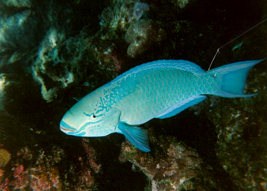 Diseño de Photoshop por TIOCHICO para DesignCrowd (Community Contests) | Diseño #9089105