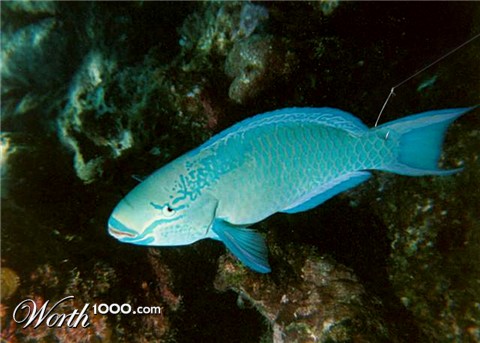 Photoshop Design by TIOCHICO