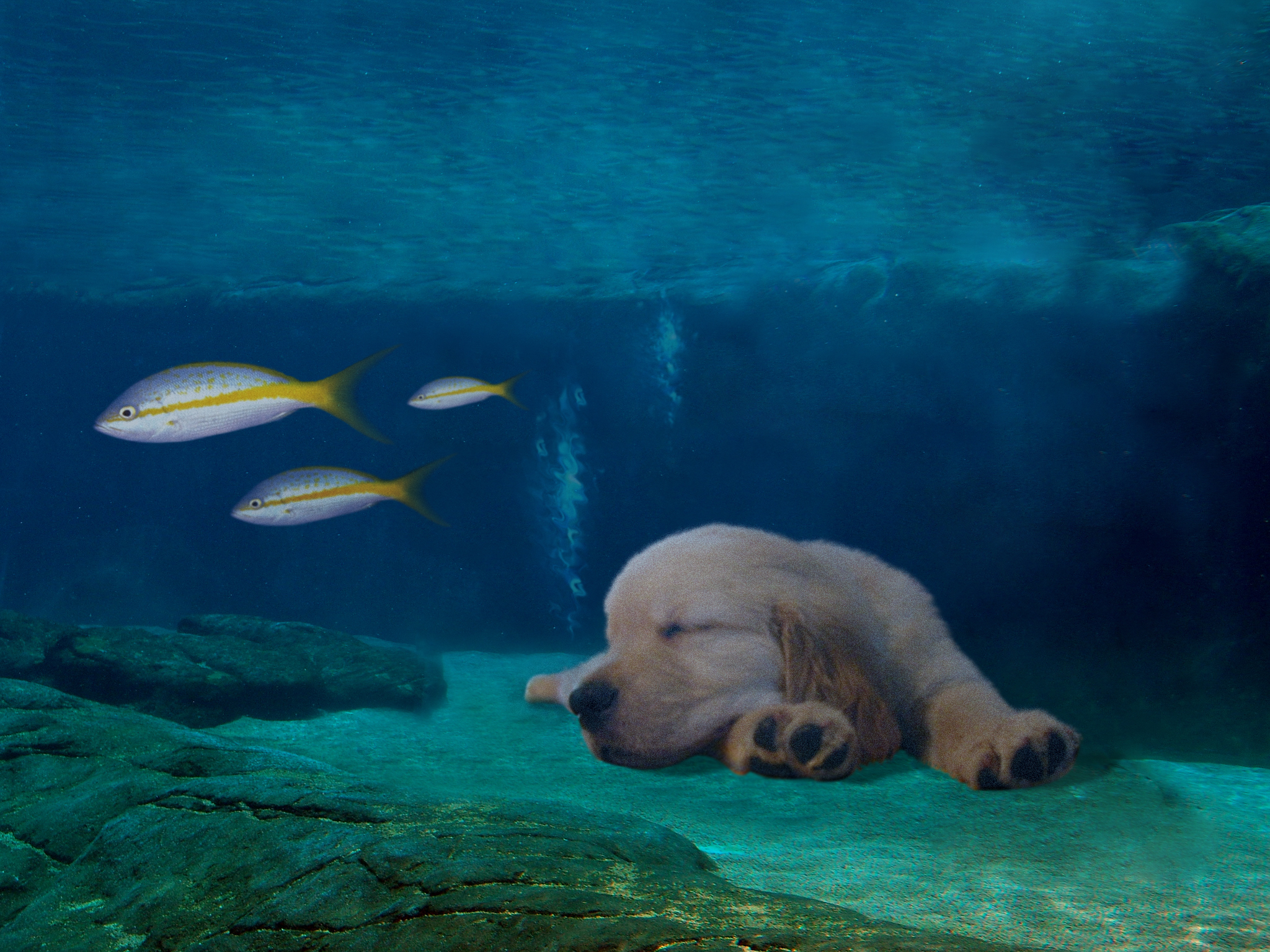 Diseño de Photoshop por sherif1000 para DesignCrowd (Community Contests) | Diseño #9091116