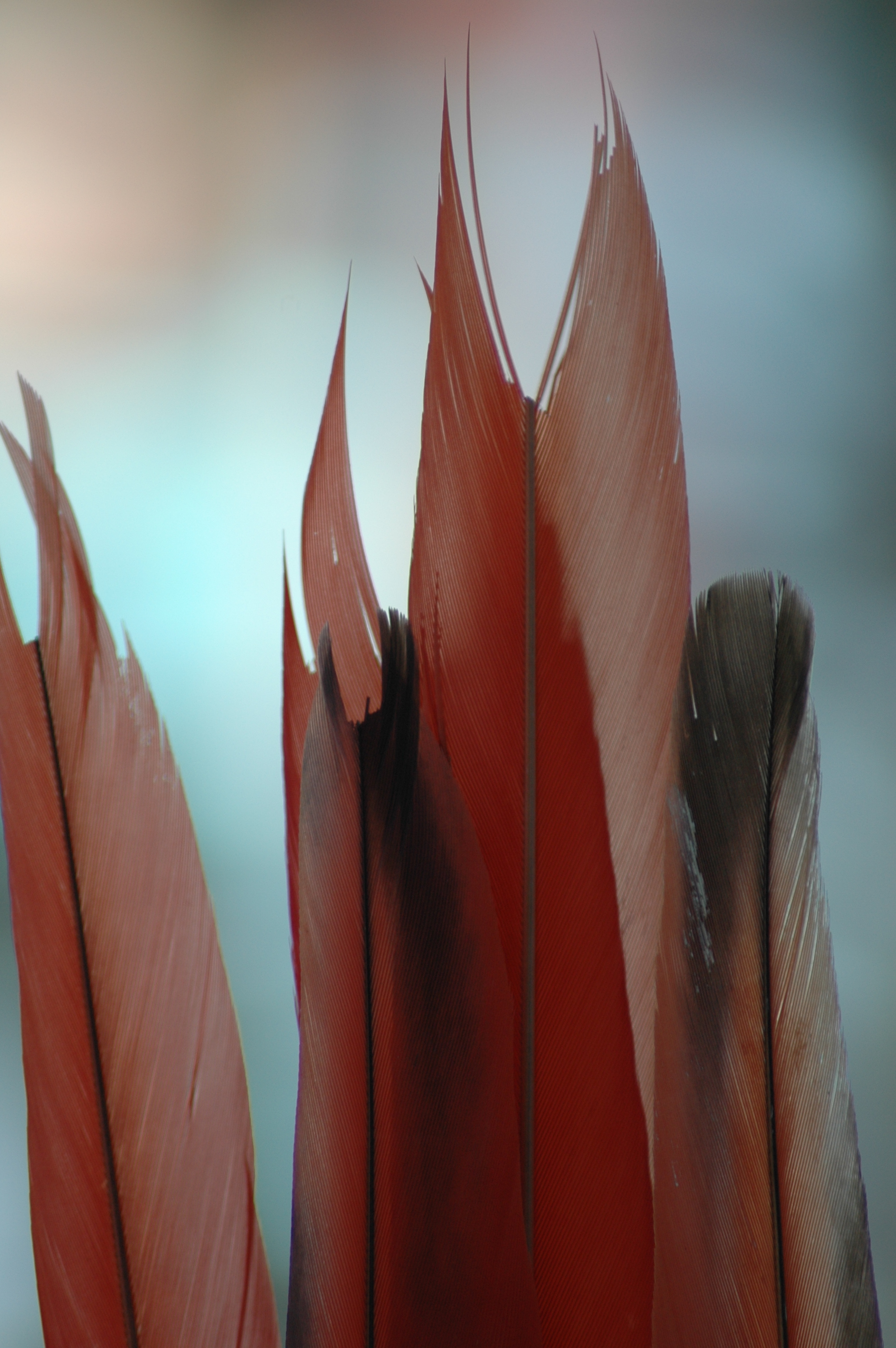 Fotografía por Ronbrandt para DesignCrowd (Community Contests) | Diseño #9088286