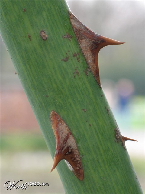 Photography by Alnath