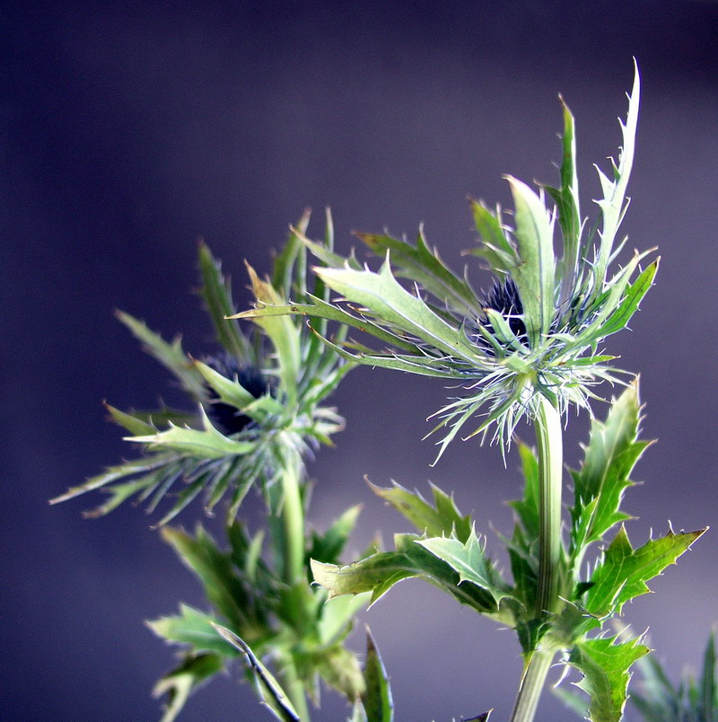 Photography by mzmzmzmz for DesignCrowd (Community Contests) | Design #9088348