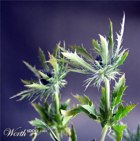 Photography by mzmzmzmz