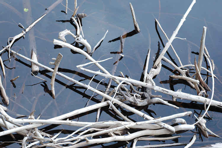 Fotografía por hoshkiw para DesignCrowd (Community Contests) | Diseño #9088709