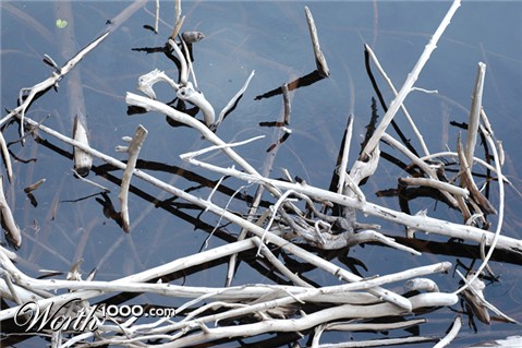 Photography by hoshkiw