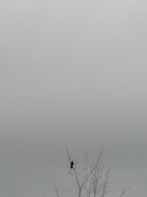 Photographie par Boonshackle pour DesignCrowd (Community Contests) | Design #9069906