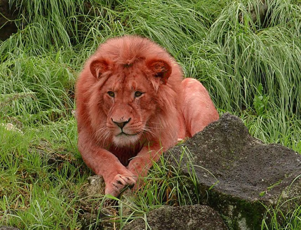 Diseño de Photoshop por 2manyusernames para DesignCrowd (Community Contests) | Diseño #9088437