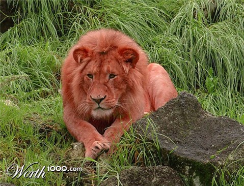 Photoshop Design by 2manyusernames