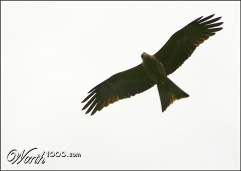 Photography by smylie