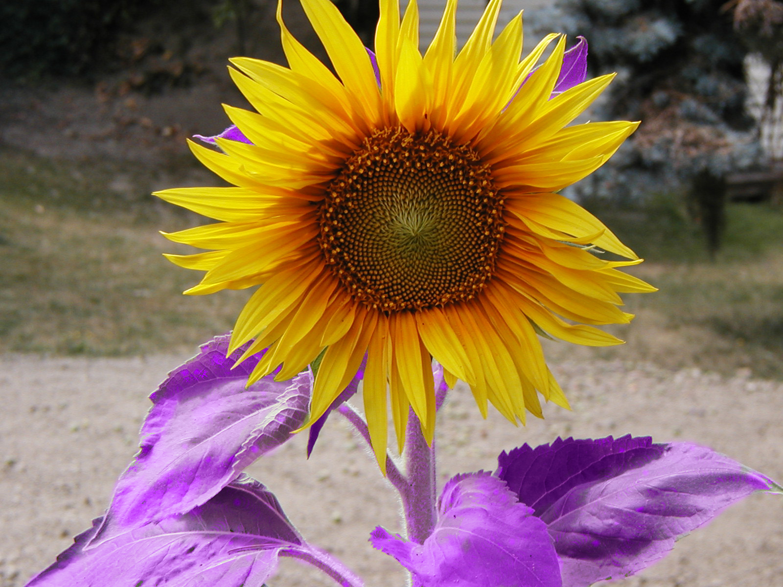 Photoshop-Design von mattbrat für DesignCrowd (Community Contests) | Design #9088500