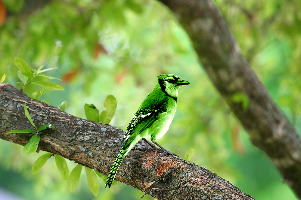 Photoshop Design by yamz66 for DesignCrowd (Community Contests) | Design #9088486