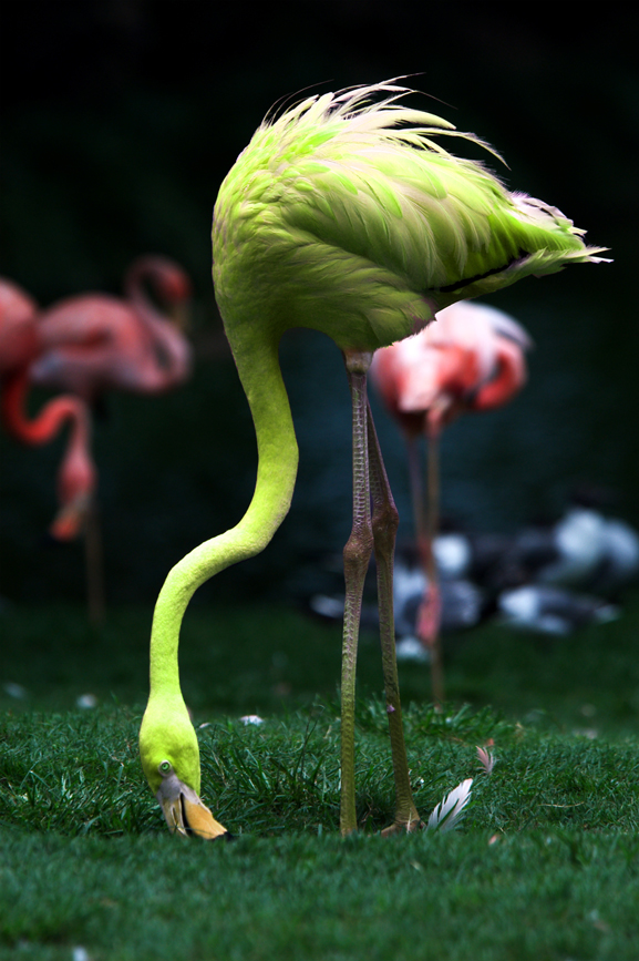 Photoshop Design by imagination3 for DesignCrowd (Community Contests) | Design #9088492