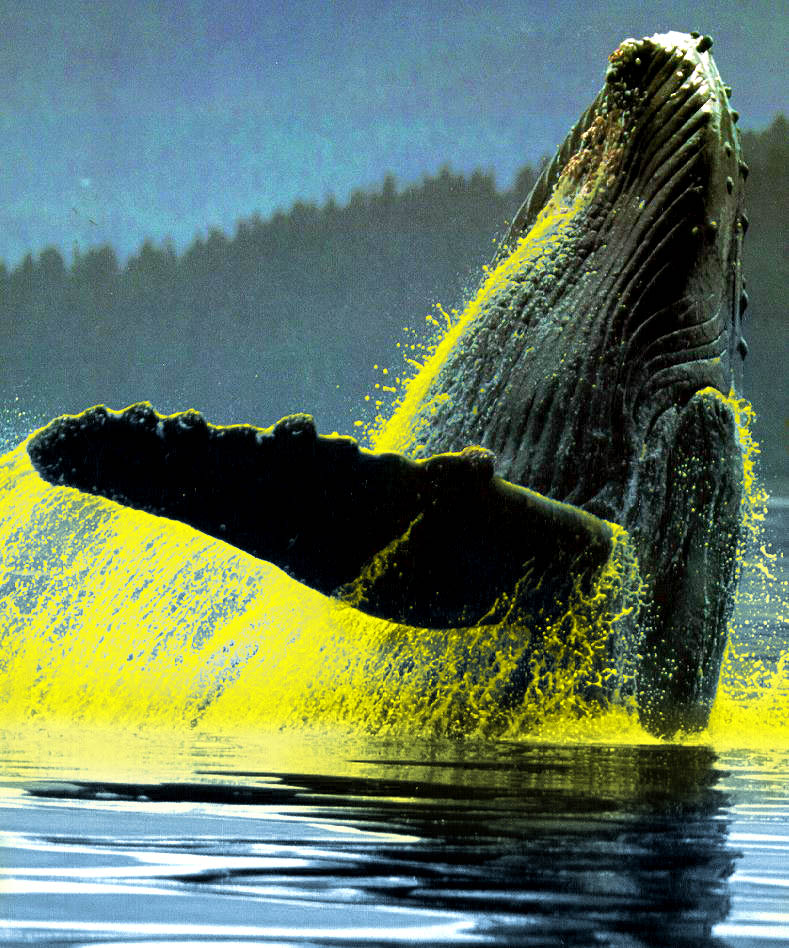 Photoshop Design by godzillatemple for DesignCrowd (Community Contests) | Design #9088535