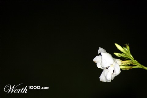 Photography by KPizzFoShiz