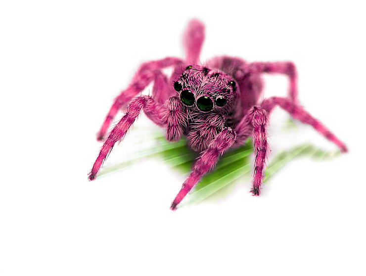 Photoshop Design by Monkeyknife for DesignCrowd (Community Contests) | Design #9088685