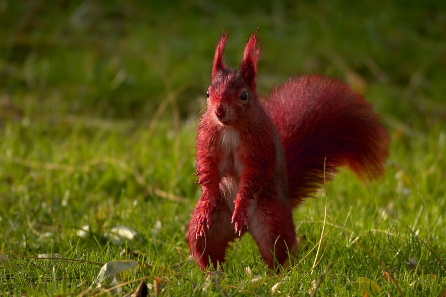 Design Photoshop par Schmuh pour DesignCrowd (Community Contests) | Design #9088761