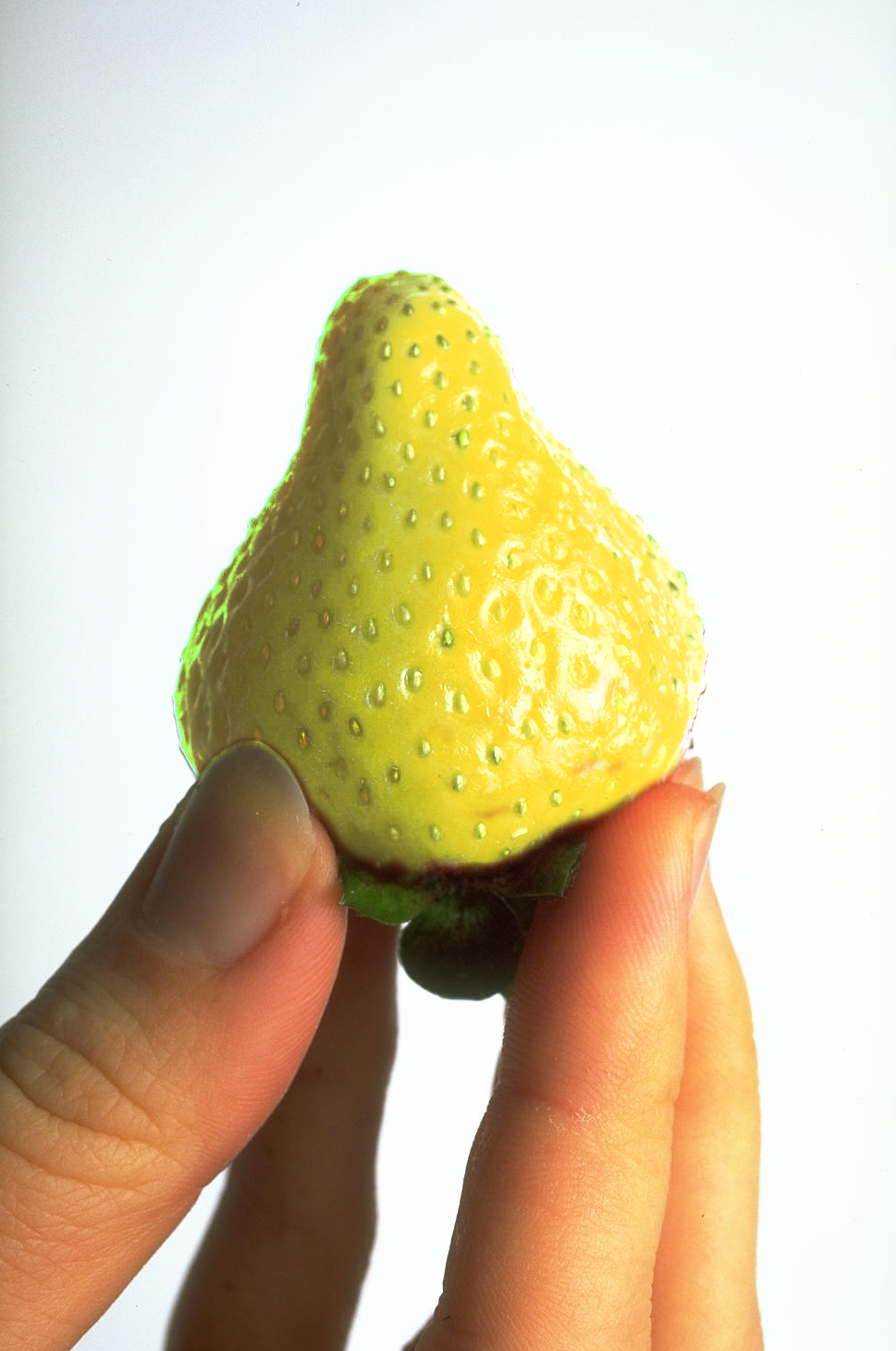 Photoshop Design by CannaBiod for DesignCrowd (Community Contests) | Design #9088732