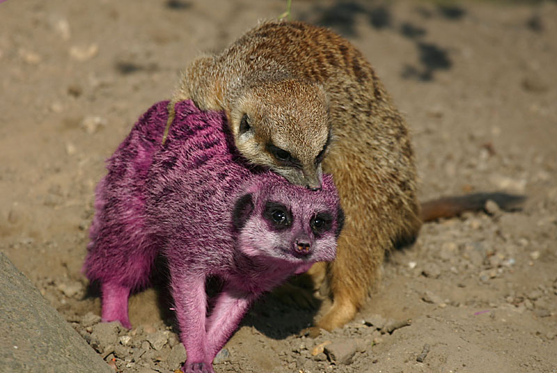 Photoshop Design by Schmuh for DesignCrowd (Community Contests) | Design #9088856