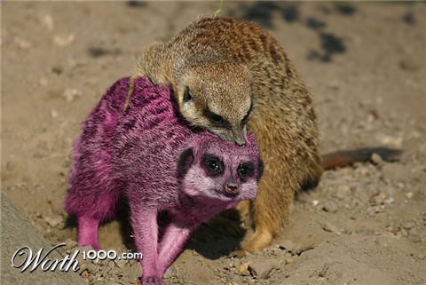 Photoshop Design by Schmuh