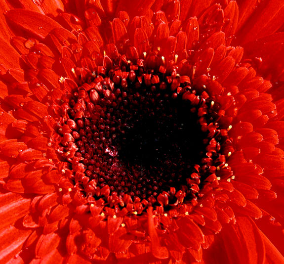 Fotografie von lilmart für DesignCrowd (Community Contests) | Design #9090668