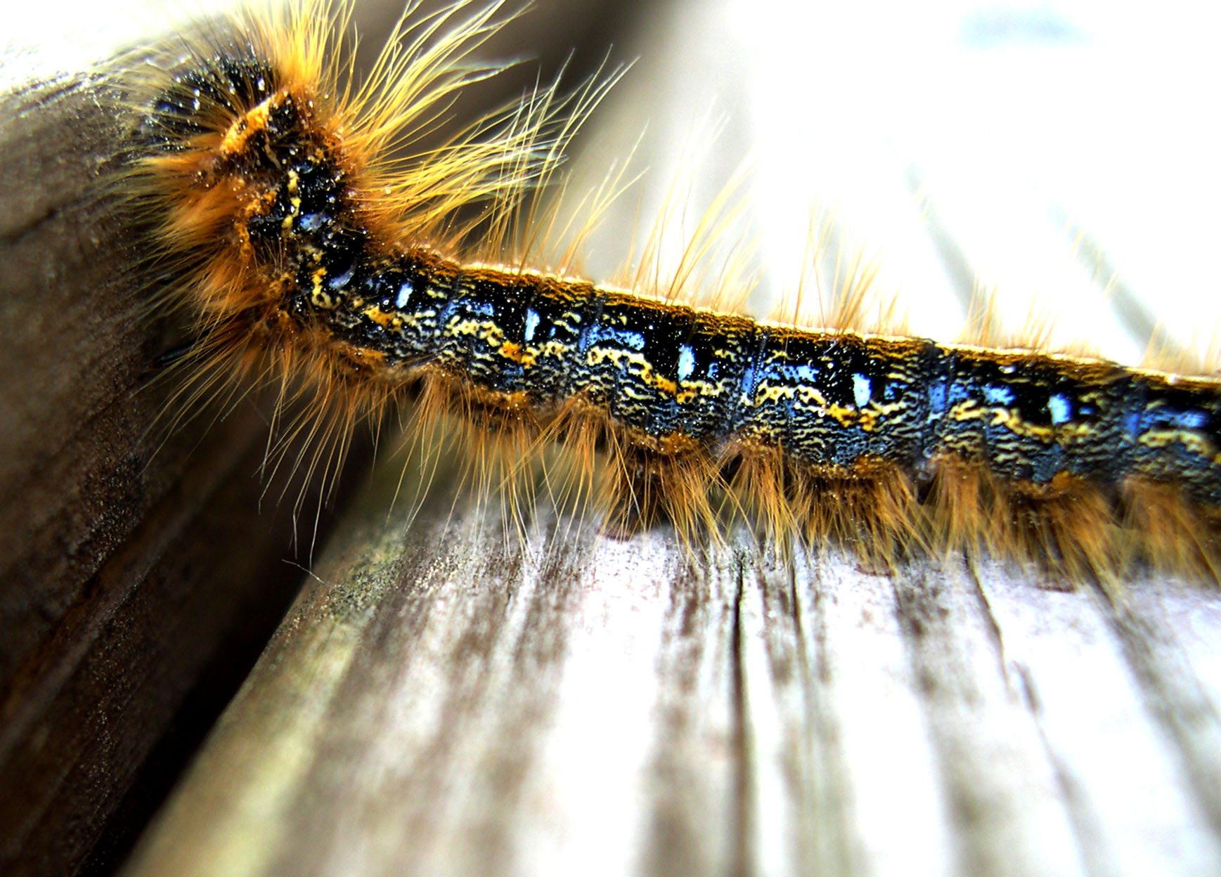 Photographie par Scuzem pour DesignCrowd (Community Contests) | Design #9090789