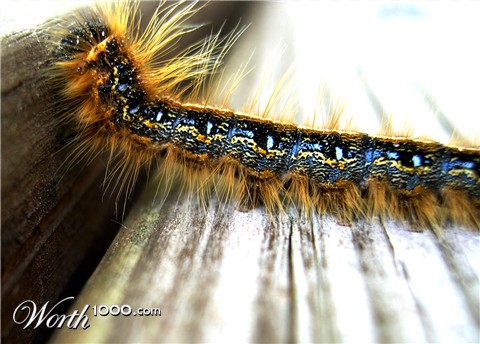Photography by Scuzem