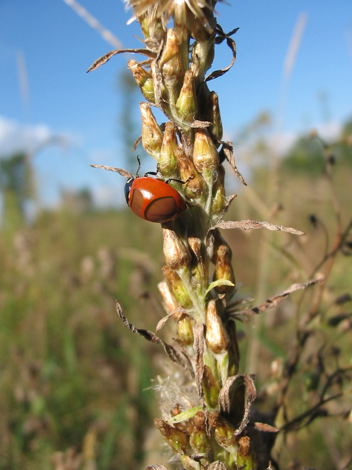 Diseño de Photoshop por kvdveer para DesignCrowd (Community Contests) | Diseño #9086942