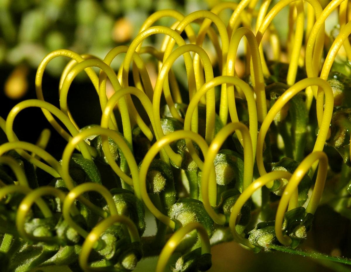 Photography by ozplasmic for DesignCrowd (Community Contests) | Design #9090756