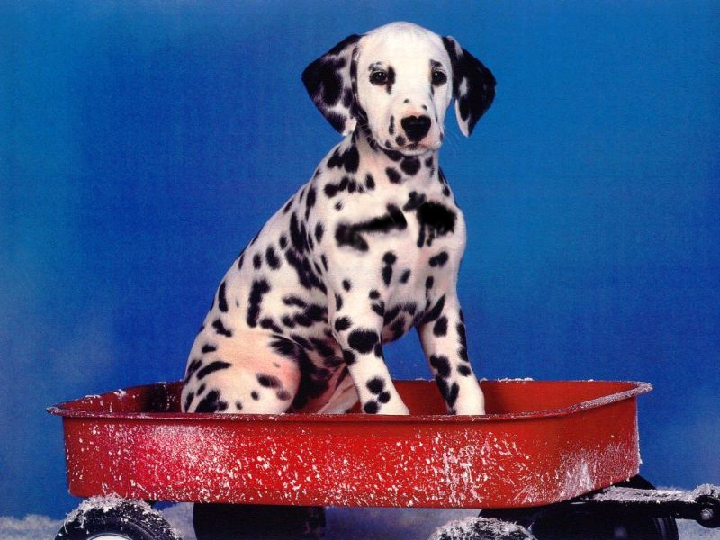 Photoshop Design by nova22 for DesignCrowd (Community Contests) | Design #9086965