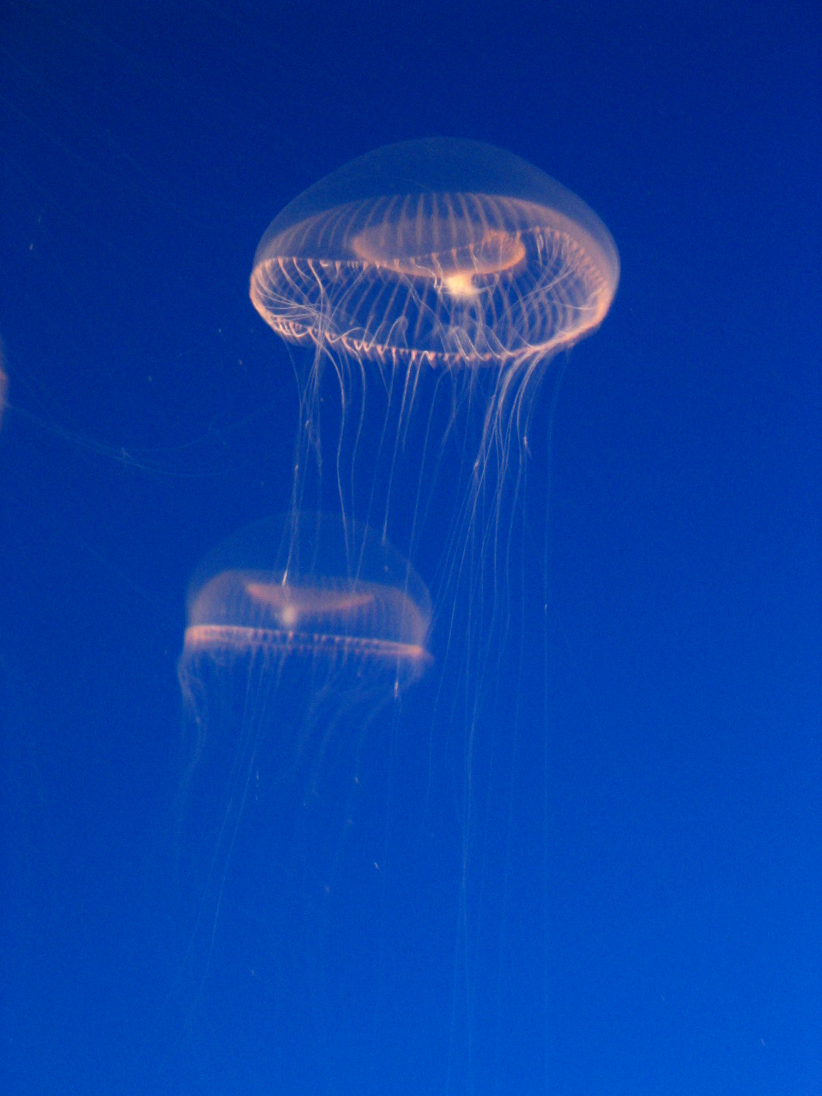 Fotografía por notmyrealnametoo para DesignCrowd (Community Contests) | Diseño #9070236