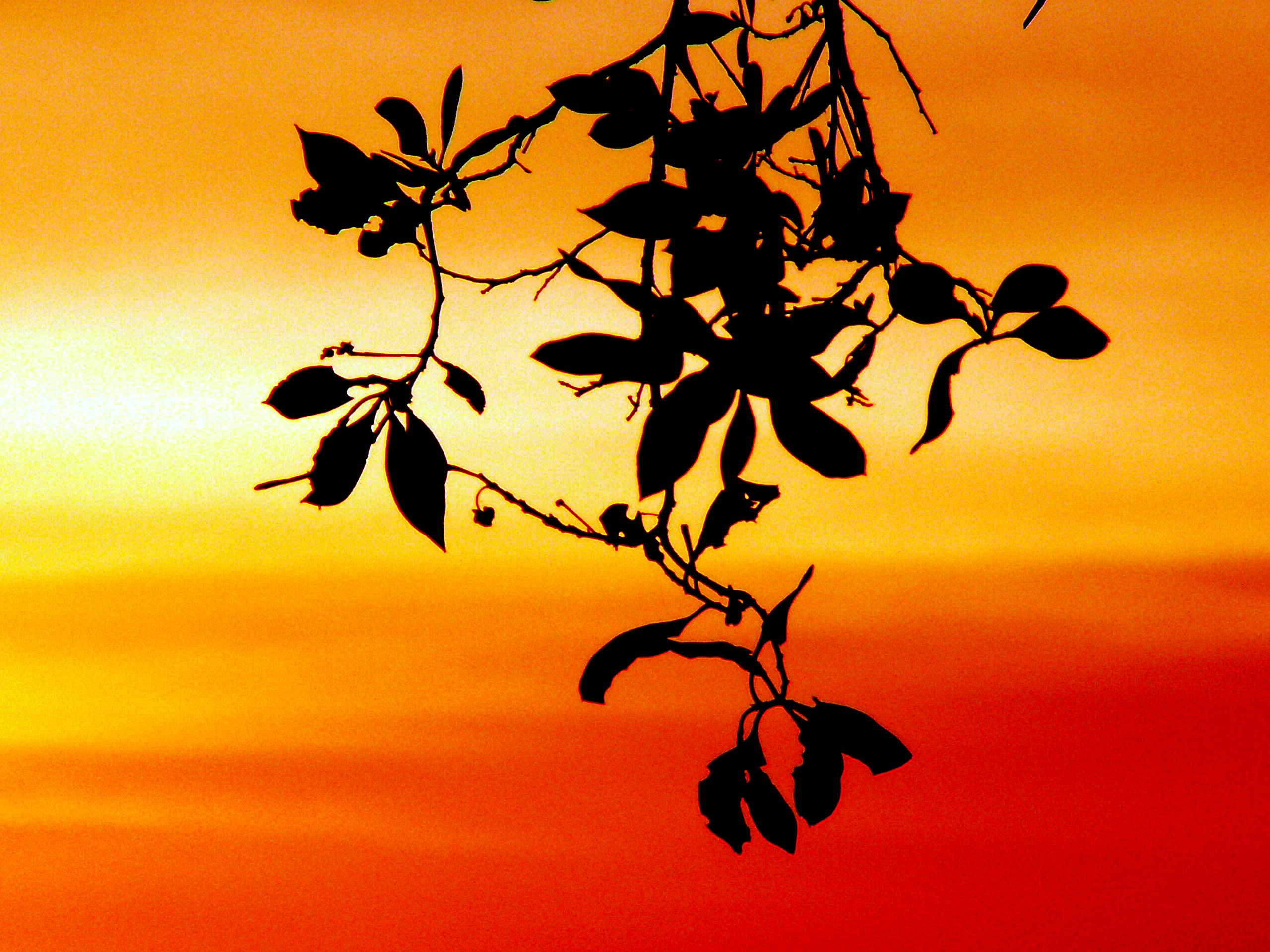 Photography by Ronbrandt for DesignCrowd (Community Contests) | Design #9070203