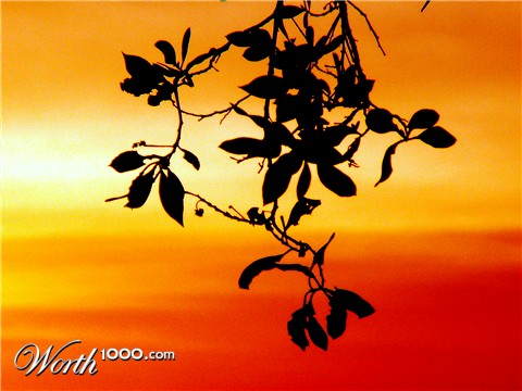 Photography by Ronbrandt