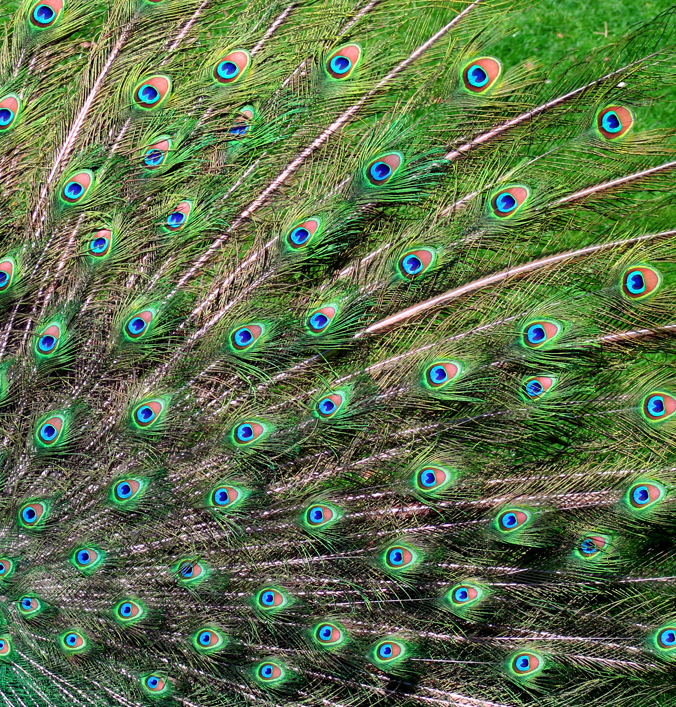 Photographie par advance2 pour DesignCrowd (Community Contests) | Design #9090897