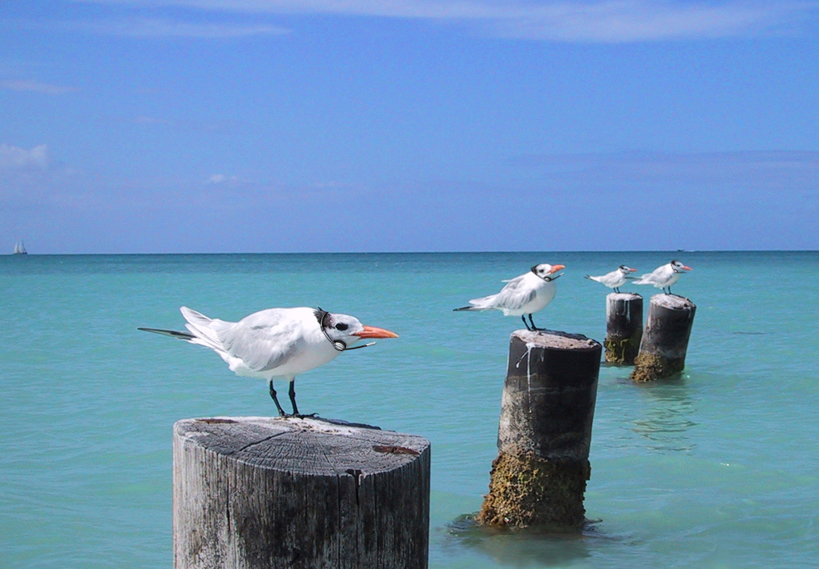 Photoshop-Design von spiderkitten für DesignCrowd (Community Contests) | Design #9087630