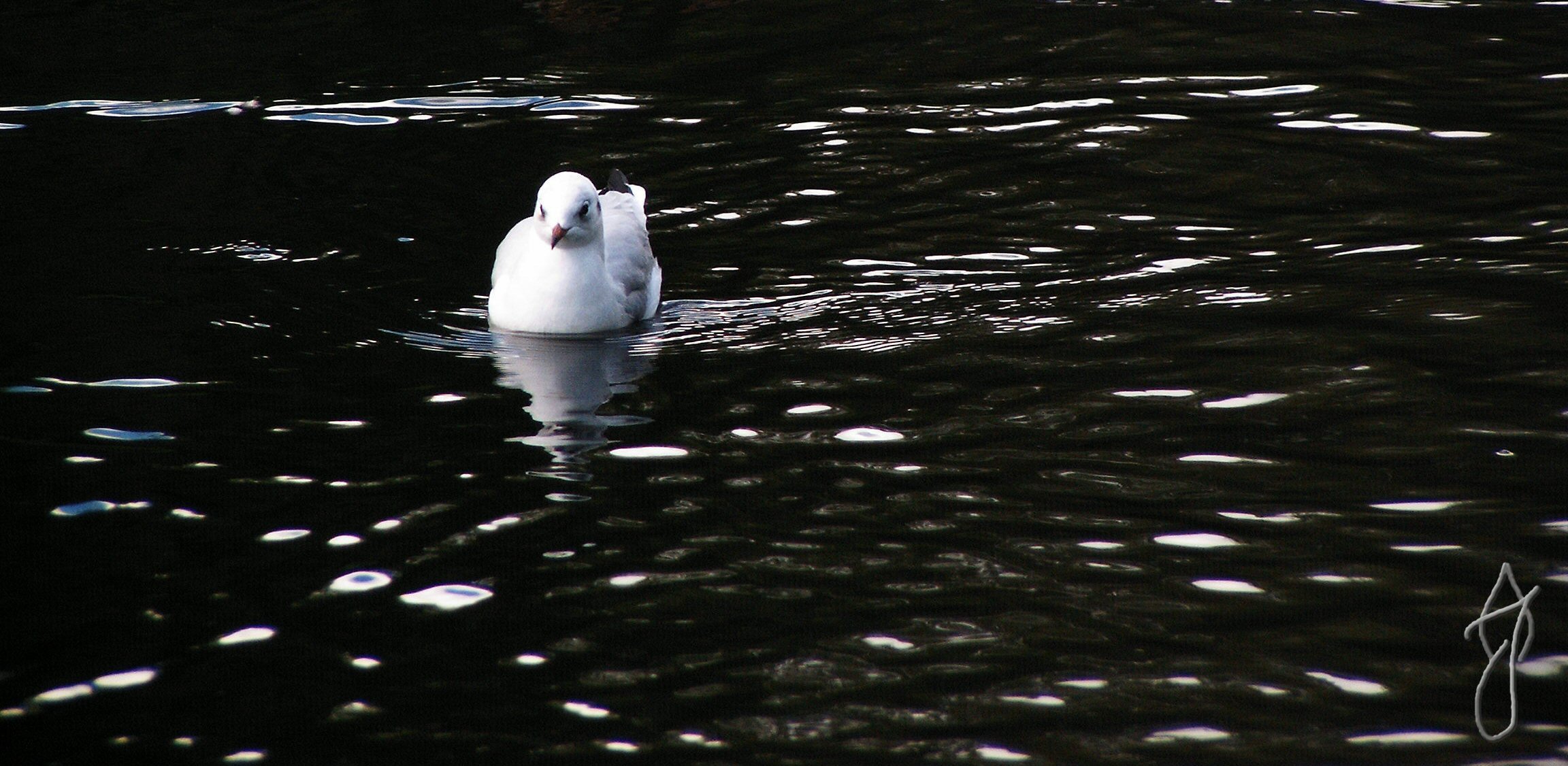 Photographie par ajphoto pour DesignCrowd (Community Contests) | Design #9070245