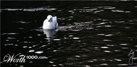 Photography by ajphoto