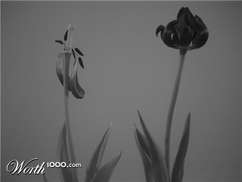 Photography by ruibitten