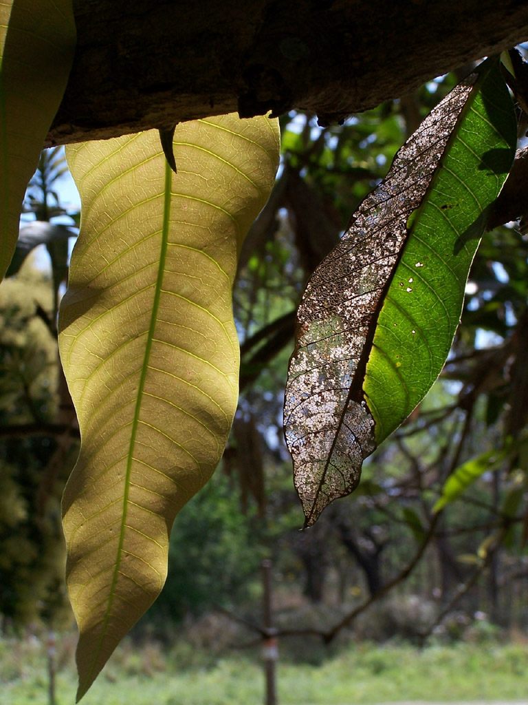 Fotografía por vgmn1956 para DesignCrowd (Community Contests) | Diseño #9085448