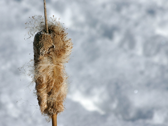 Photographie par KarenC pour DesignCrowd (Community Contests) | Design #9089162