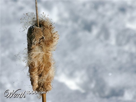 Photography by KarenC