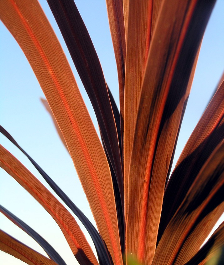 Photography by virtualstrauss for DesignCrowd (Community Contests) | Design #9085858