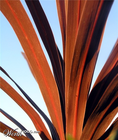 Photography by virtualstrauss