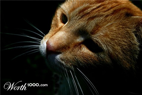 Photography by psyclone