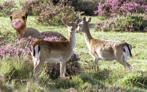 Diseño de Photoshop por danvel para DesignCrowd (Community Contests) | Diseño #9087923