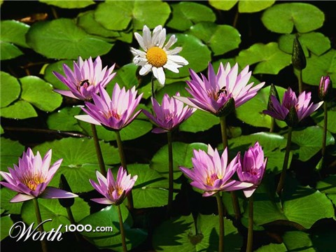 Photoshop Design by yavannilde