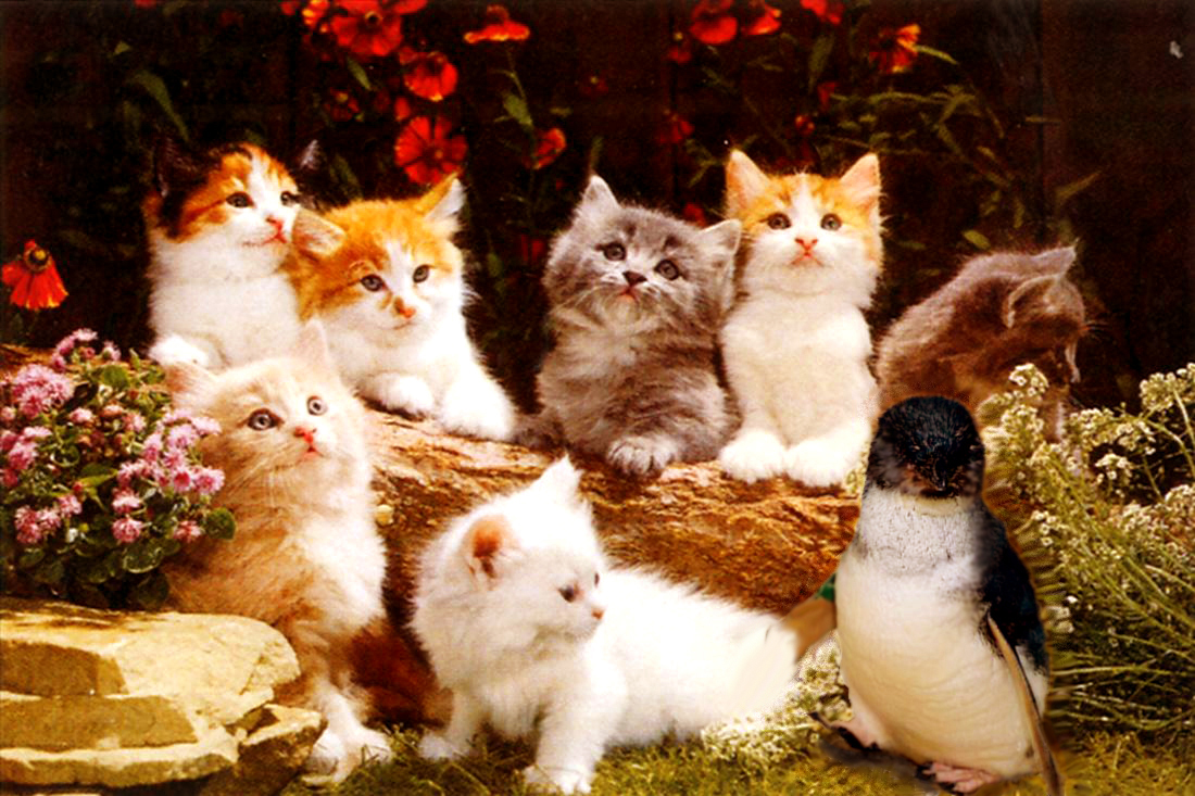 Photoshop Design by diversi0n for DesignCrowd (Community Contests) | Design #9088030