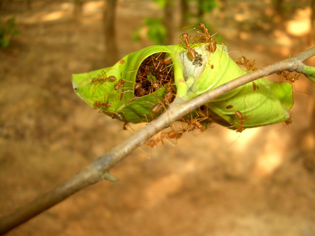 Photography by vipez for DesignCrowd (Community Contests) | Design #9089248