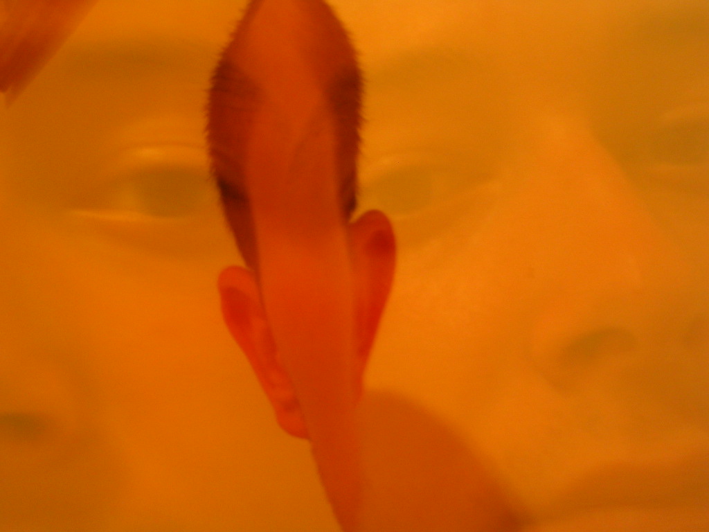 Fotografía por ivanico para DesignCrowd (Community Contests) | Diseño #9085893